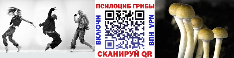 закладка  Каспийск  Псилоцибиновые грибы Psilocybe 