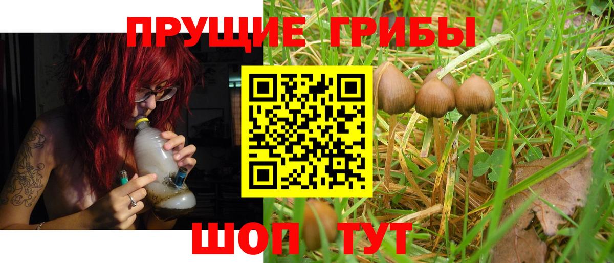 Псилоцибиновые грибы Cubensis Каспийск
